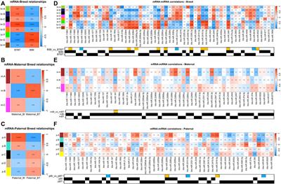 MicroRNA breed and parent-of-origin effects provide insights into biological pathways differentiating cattle subspecies in fetal liver